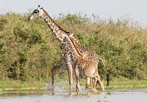 Masai Giraffen durchqueren Kanal am Lake Manze