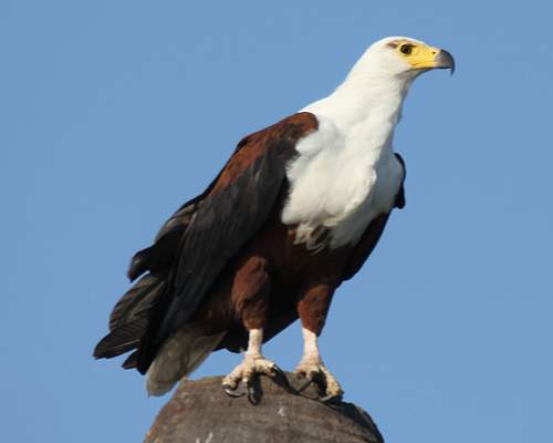 Afrikanische Fischadler (Haliaeetus vocifer)