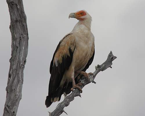 Palmgeier (Gypohierax angolensis) 