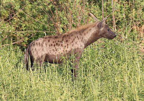 Tüpfelhyäne am Lake Manze, Selous