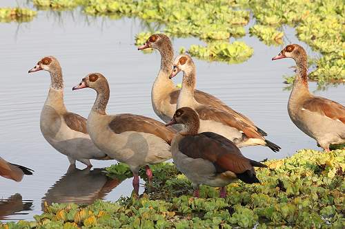 Nilgänse