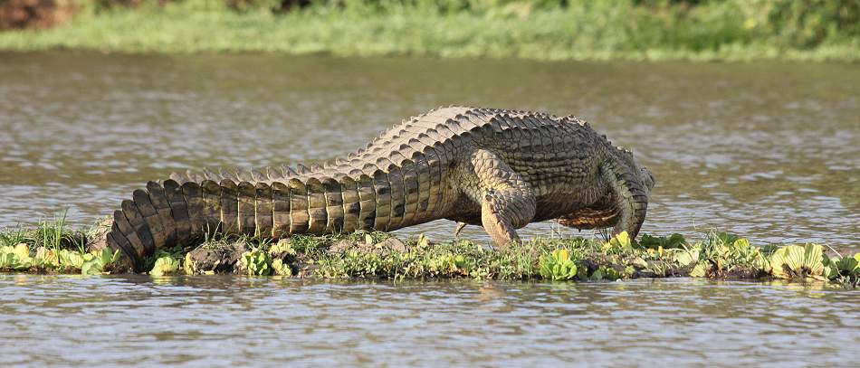 Nilkrokodil im Lake Manze
