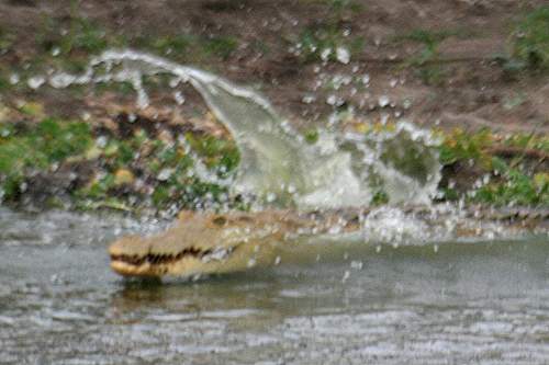 Nilkrokodil flüchtet ins Wasser