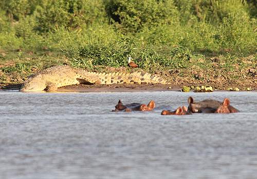 Flusspferde und Nilkrokodile im Lake Manze