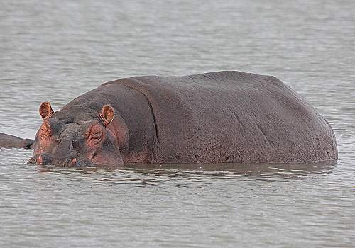 Flusspferde und Nilkrokodile im Lake Manze