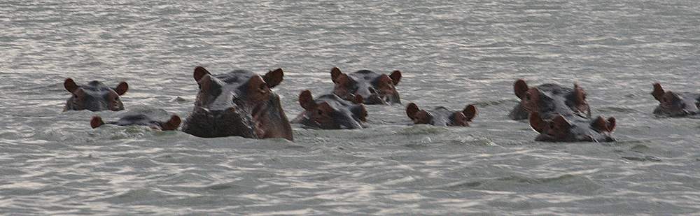 Flusspferde im lake manze, Selous