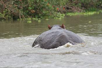 Flusspferd greift Motorboot an, Lake Manze Selous