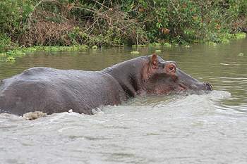 Flusspferd greift Motorboot an, Lake Manze Selous