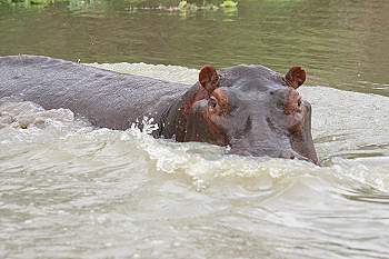 Flusspferd greift Motorboot an, Lake Manze Selous