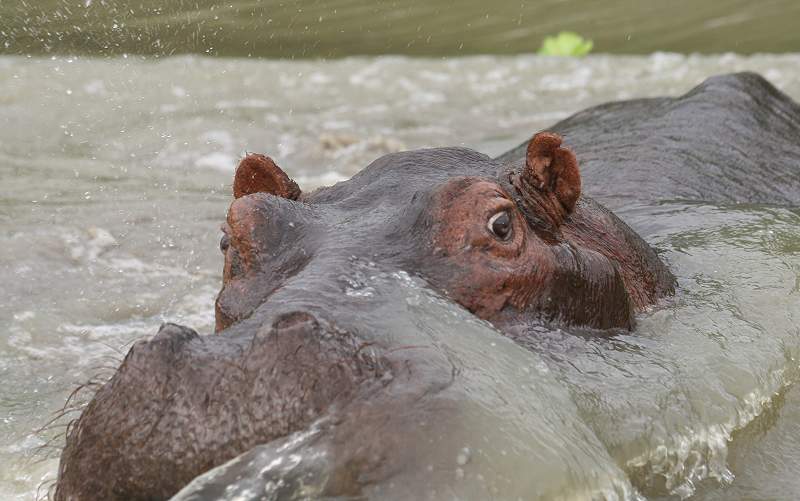Flusspferd greift Motorboot an, Lake Manze Selous