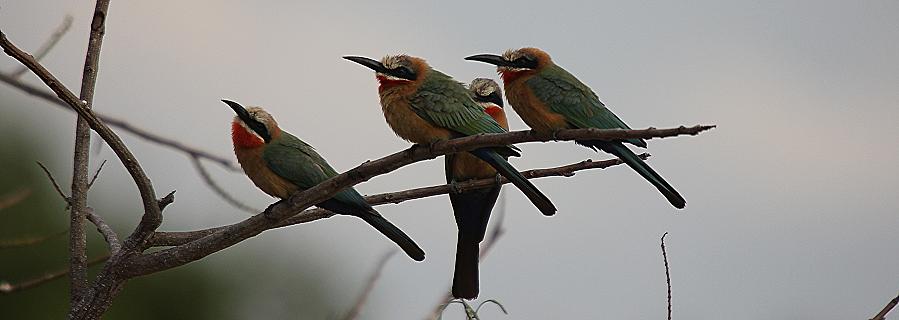 Weißstirnspinte (Merops bullockoides)