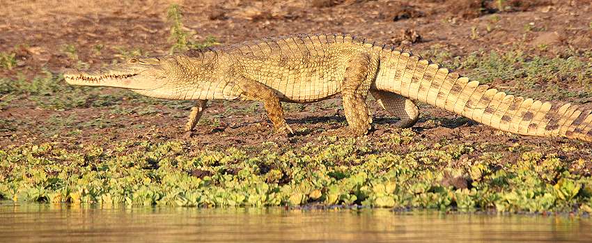 Nilkrokodil am Lake Manze im Selous