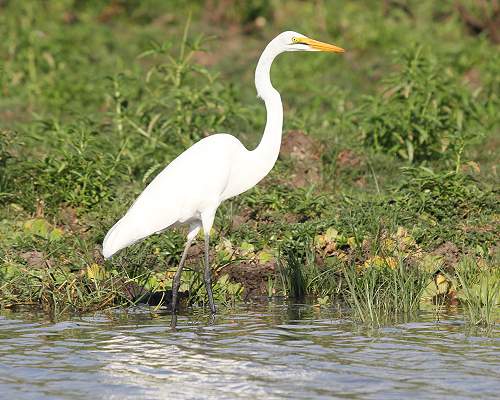 Mittelreiher (Ardea intermedia, Syn.: Mesophoyx intermedia) Smaller Egret or Yellow-billed Egret 