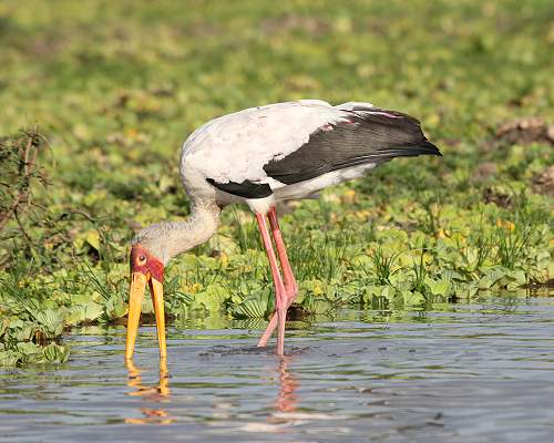 Nimmersatt (Mycteria ibis) i