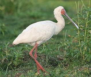 Afrikanischer Löffler (Platalea alba) am Lake Manze