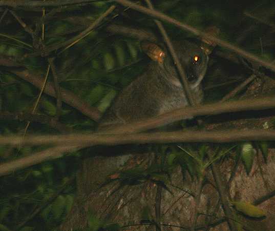 Bushbaby im Boko Boko
