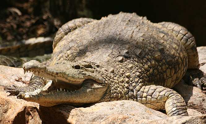 Nilkrokodil im Boko Boko