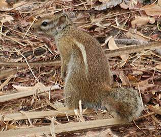 Gestreiftes Buschhörnchen, Striped Bush Squirrel, Paraxerus flavovittis