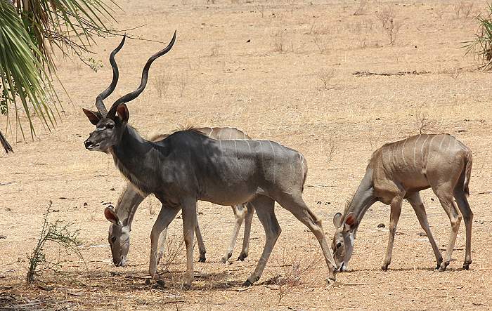 Großer Kudu, Greater Kudu (Tragelaphus strepsiceros)