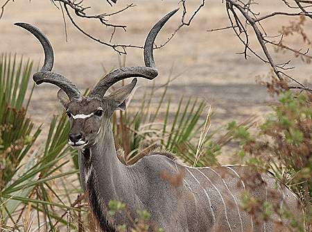 Großer Kudu, Greater Kudu (Tragelaphus strepsiceros)