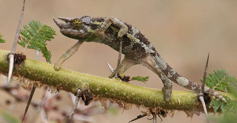Jackson Chamäleon (Chameleo jacksoni)
