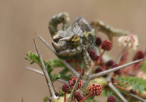 Jackson Chamäleon (Chameleo jacksoni)