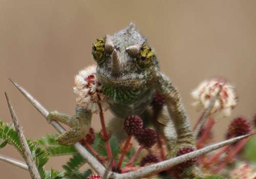 Jackson Chamäleon (Chameleo jacksoni)