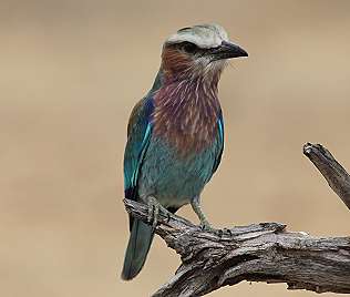 Gabelrake (Coracias caudata)