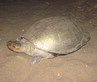 Sumpfschildkröte, Terrapin at Lake Manze