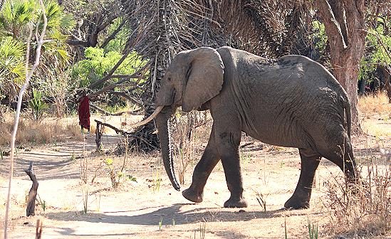 Lake Manze Camp, Selous