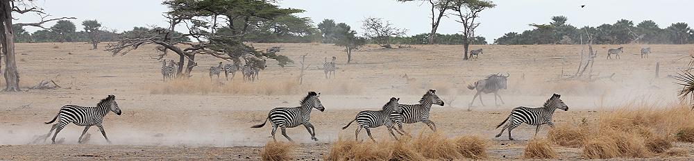 Zebras im Selous