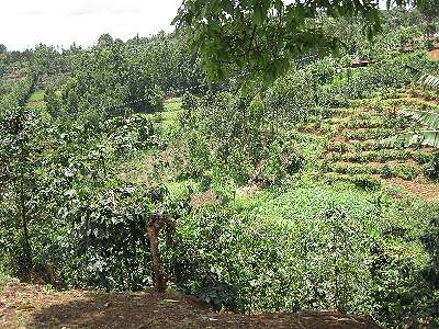 Kenya Highlands