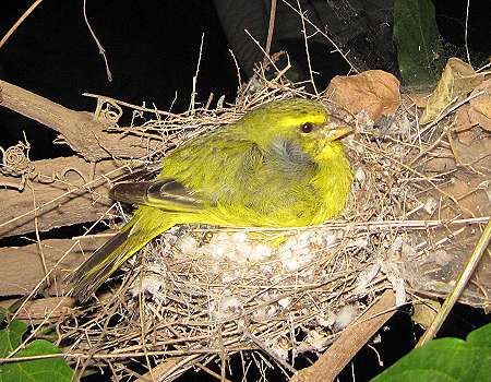 Kanarienvogel auf Sandai