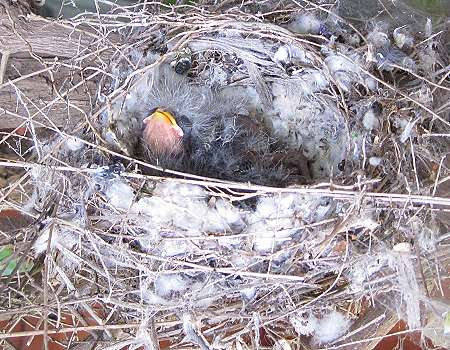 Kanarienvogelnest auf Sandai