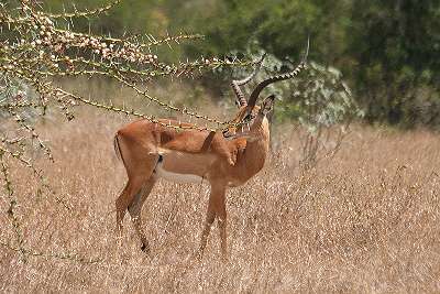 Impala auf Sandai