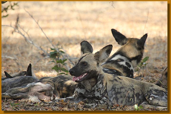 Selous Safari - Auf den Spuren von Wildkatzen und Wildhunden