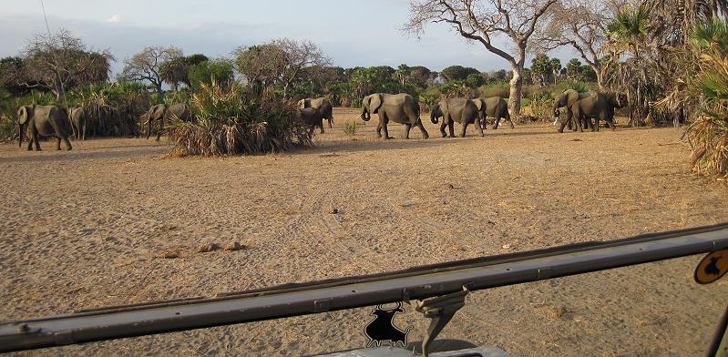 Selous Game Drive, Wild Ddog Safari