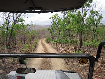 Selous Game Drive, Wild Ddog Safari