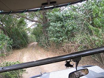 Selous Game Drive, Wild Ddog Safari
