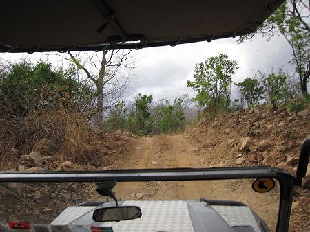 Selous Game Drive, Wild Ddog Safari