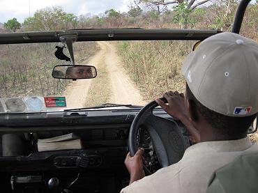 Selous Game Drive, Wild Ddog Safari