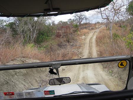 Selous Game Drive, Wild Ddog Safari