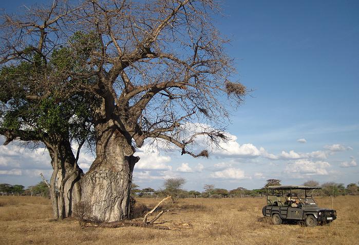 Baobab im Selous