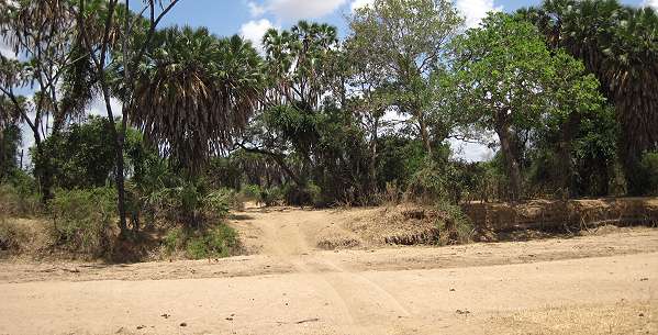 Selous Game Drive, Wild Ddog Safari
