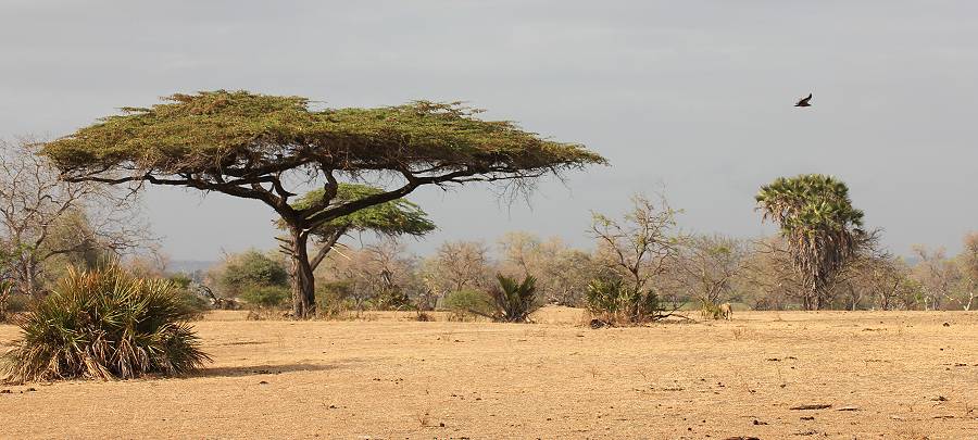 Game Drive im Selous