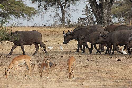 Game Drive im Selous