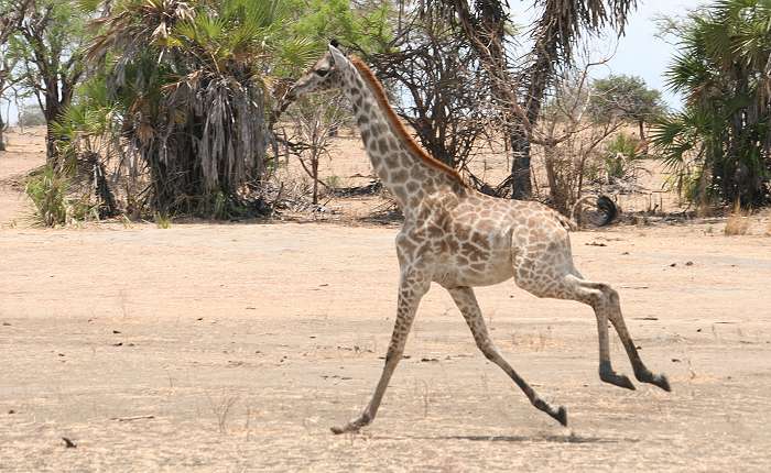 Massai-Giraffe (Giraffa camelopardalis tippelskirchi)