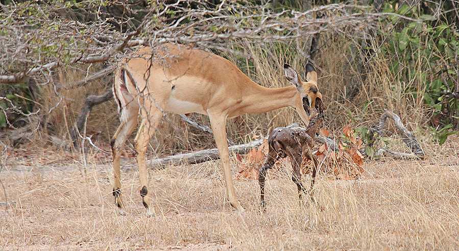 Impala Geburt