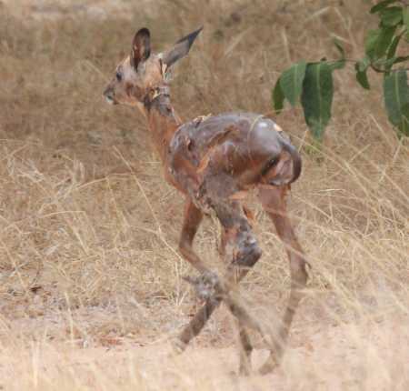 Impala Geburt