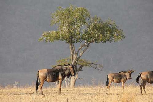 Streifengnus im Selous